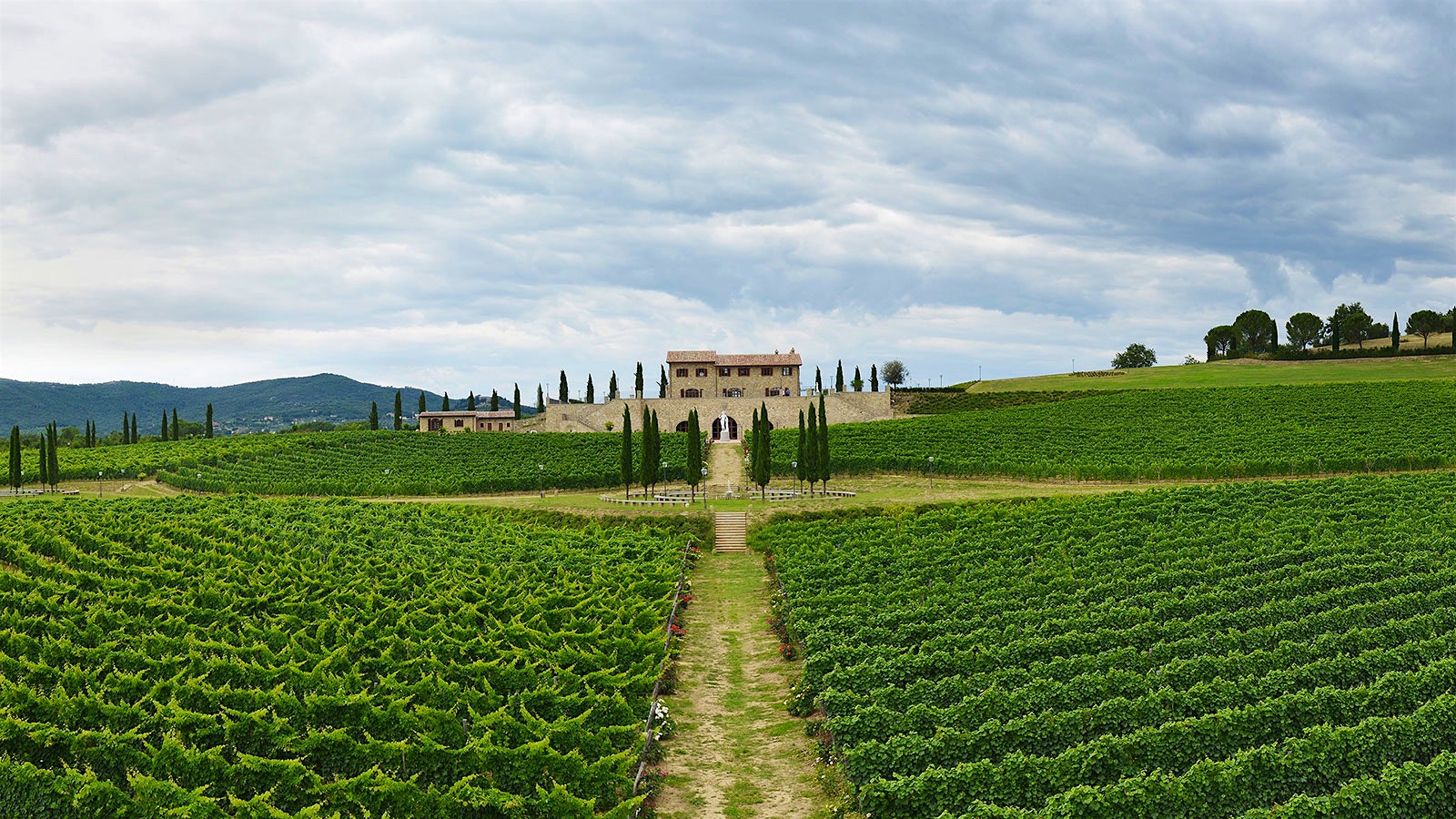 Scenic of Castello di Solomeo estate with vineyards and cypresses and the hilltop town of Solomeo in the background